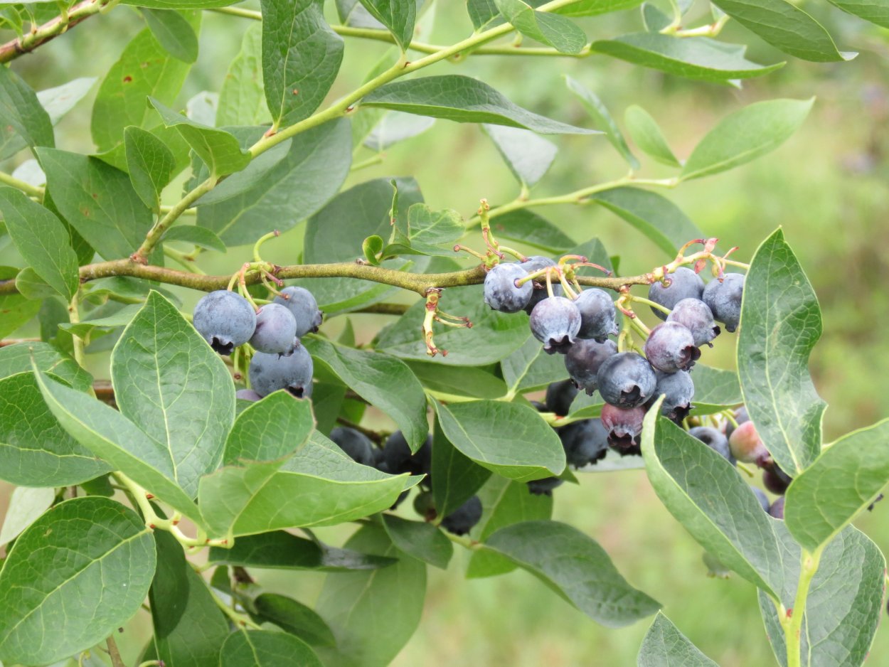 Pyrus pyrifolia дерево
