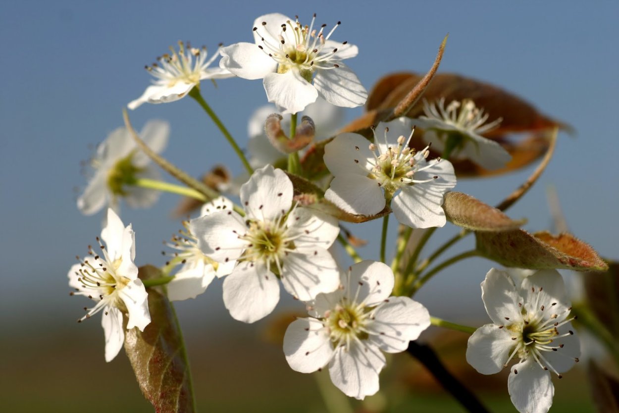Груша ветка цветет