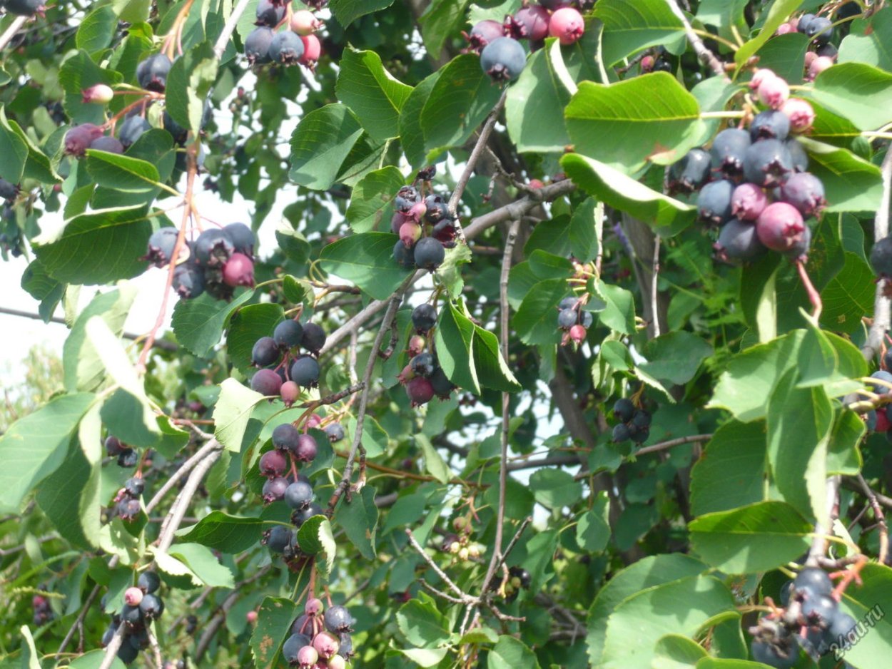 Груша зеленая на дереве