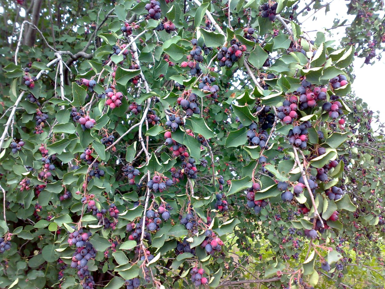 Цветущий Пирус