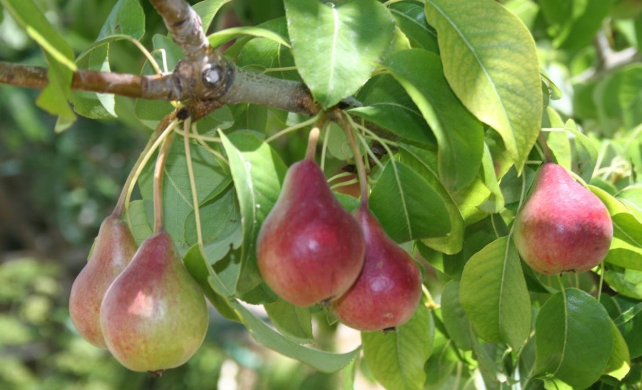 Хордени растения