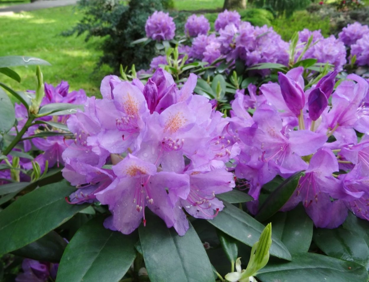 Рододендрон Карибия