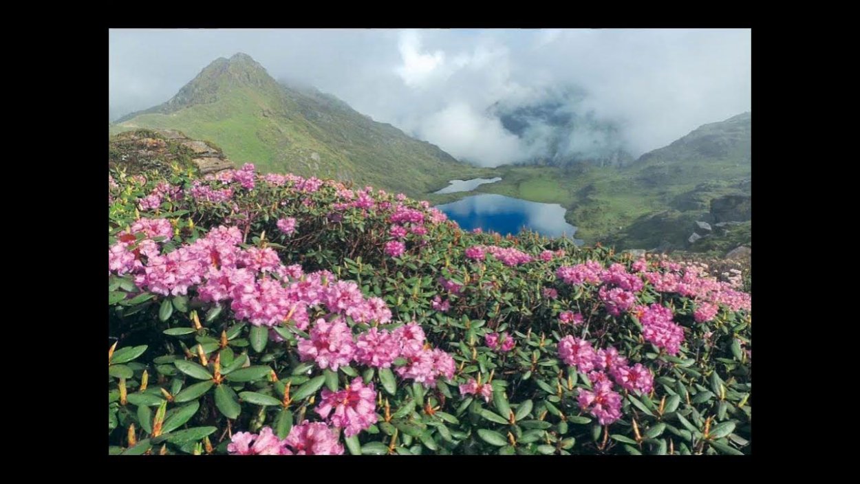 Рододендрон Адамса