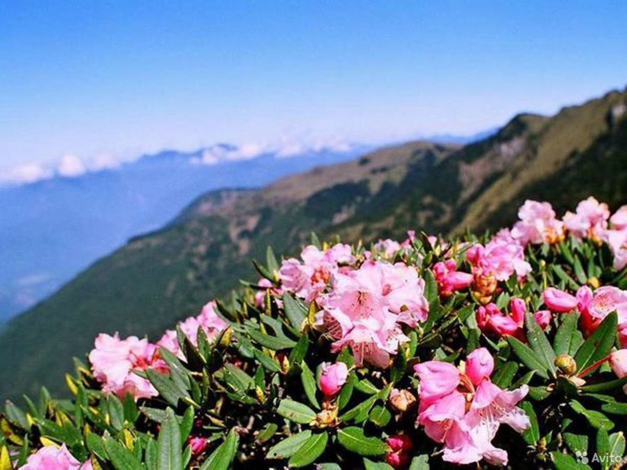 Багульник и Саган дайля