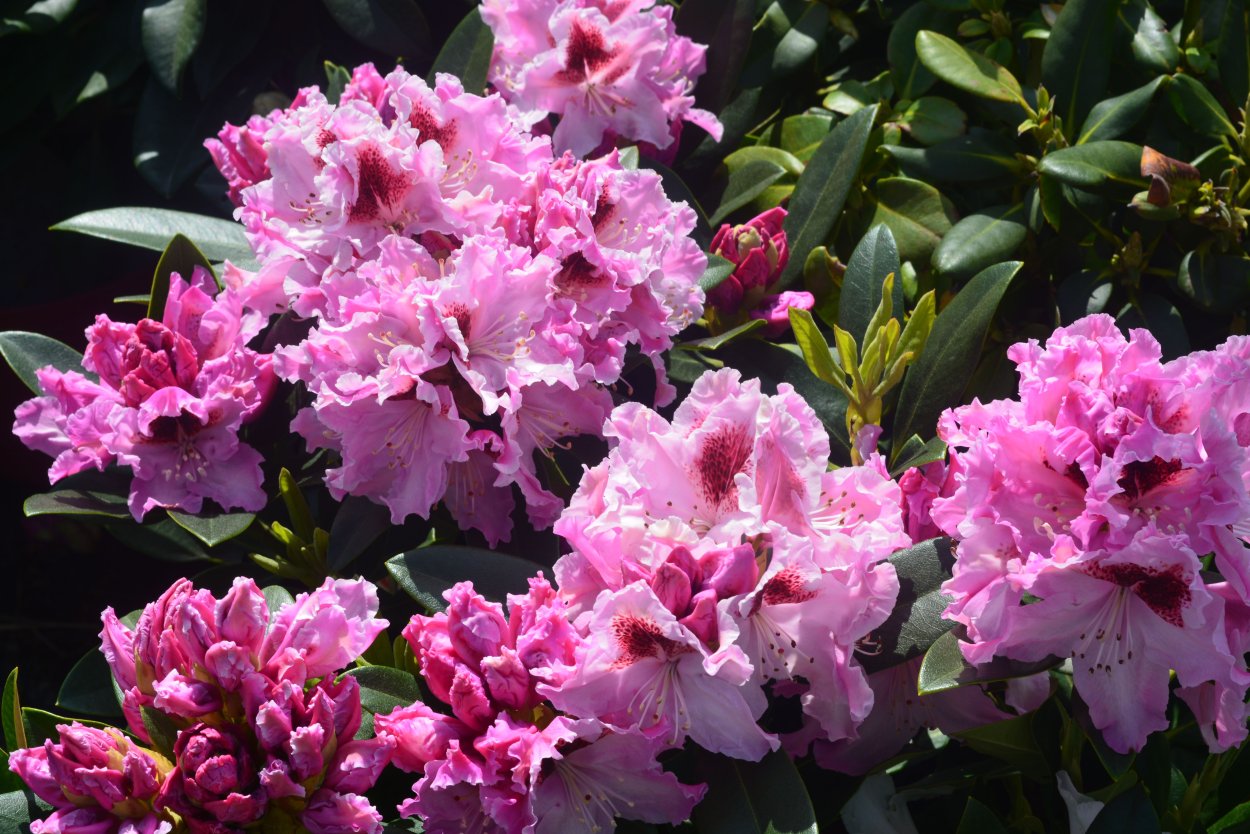 Rhododendron (AJ) 'Adonis'