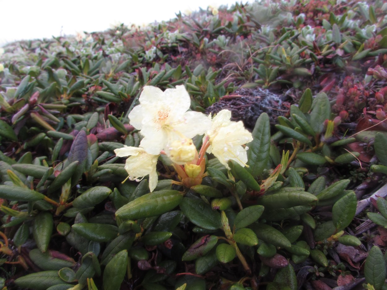 Рододендрон Камчатский белый