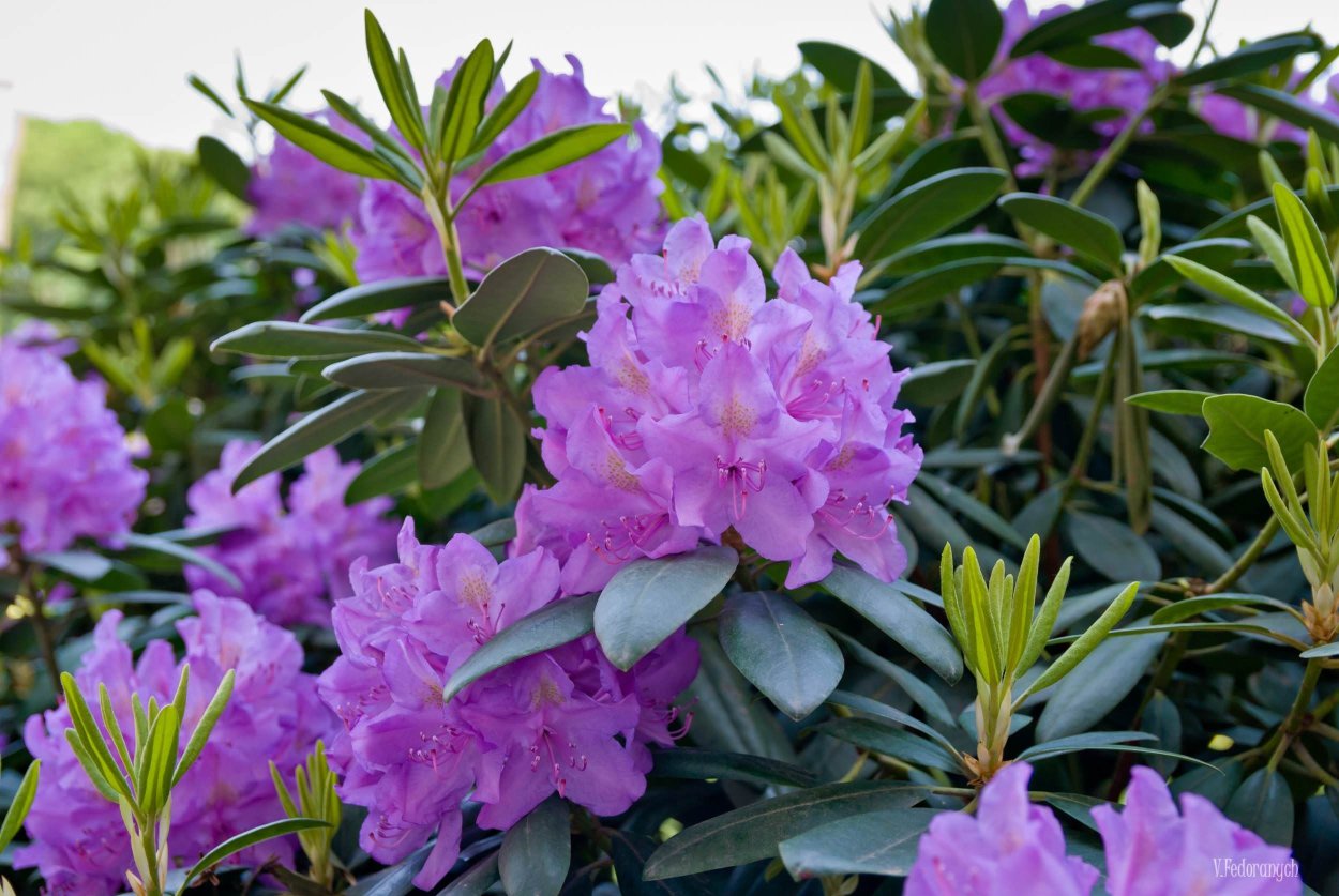 Рододендрон куст