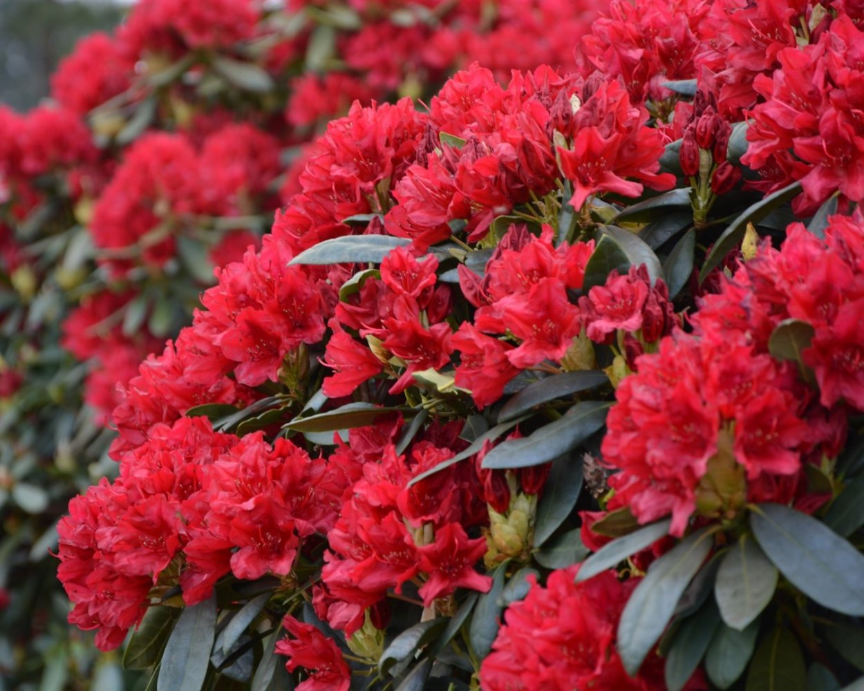 Рододендрон Busuki