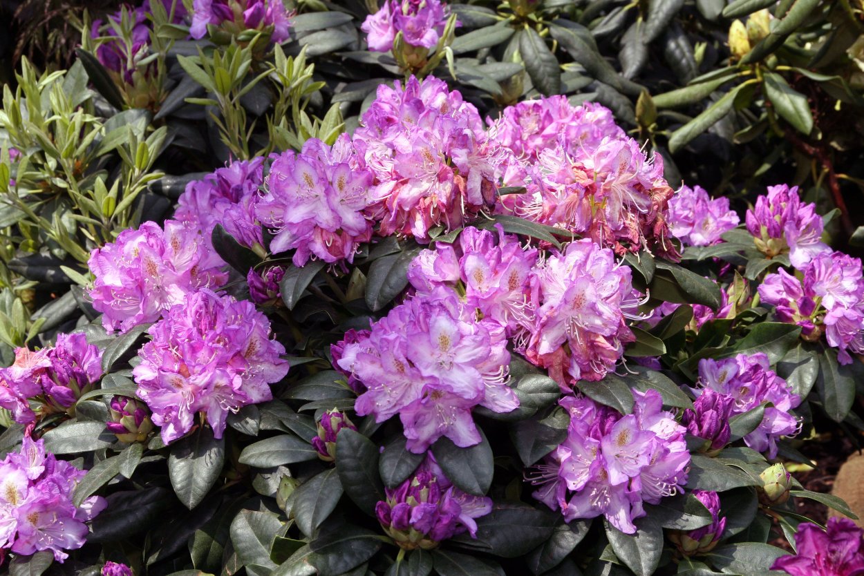 Рододендрон Rasputin