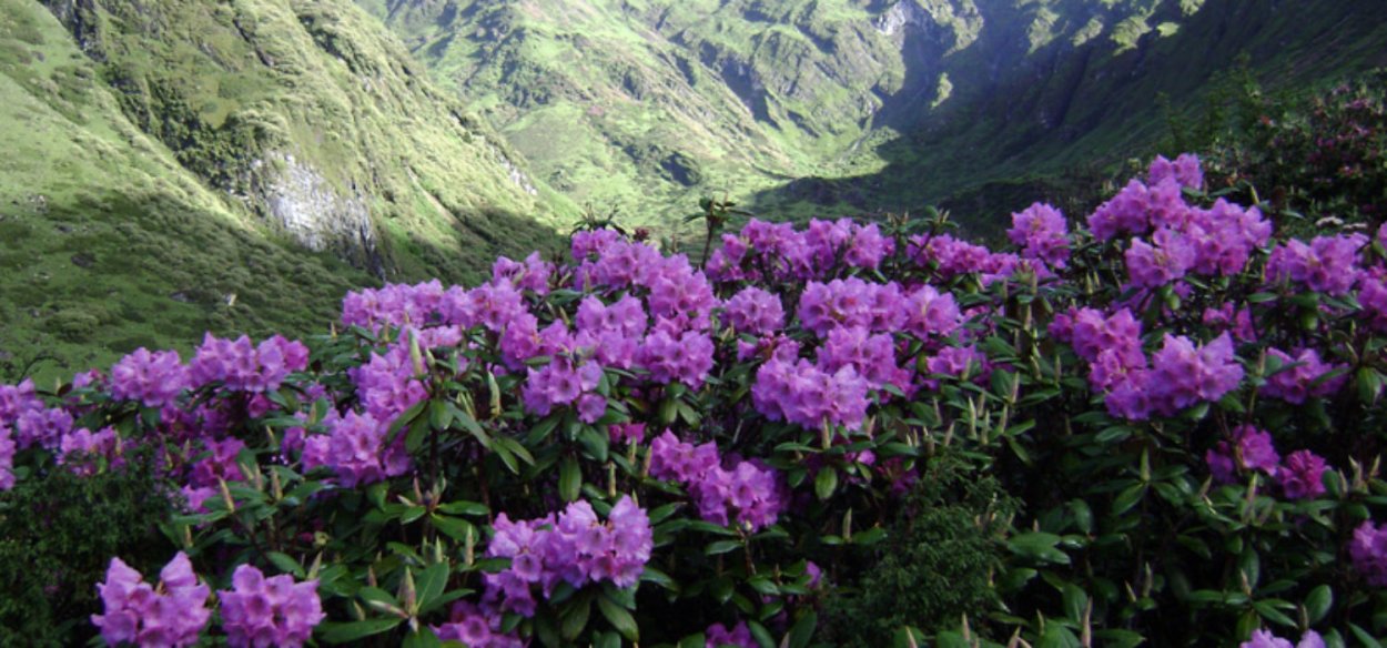 Домбай Ульген рододендрон