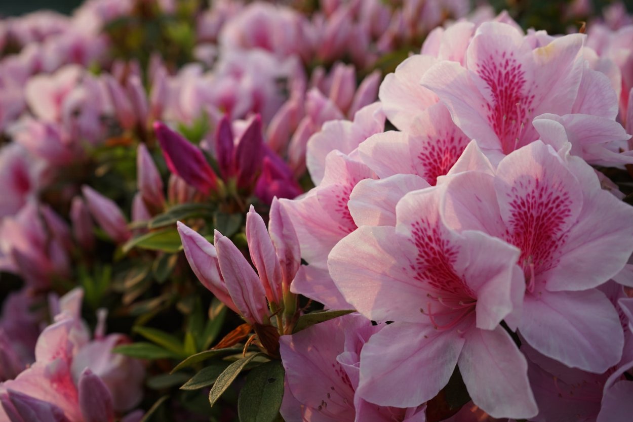 Рододендрон Азалия Фландрия