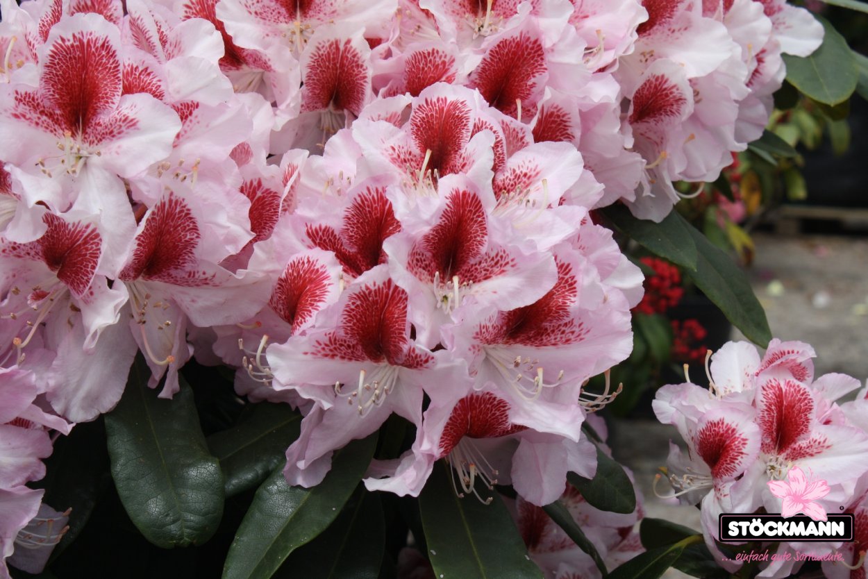 Рододендрон belami