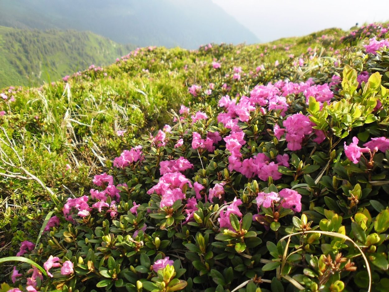 Рододендрон Саган дайля