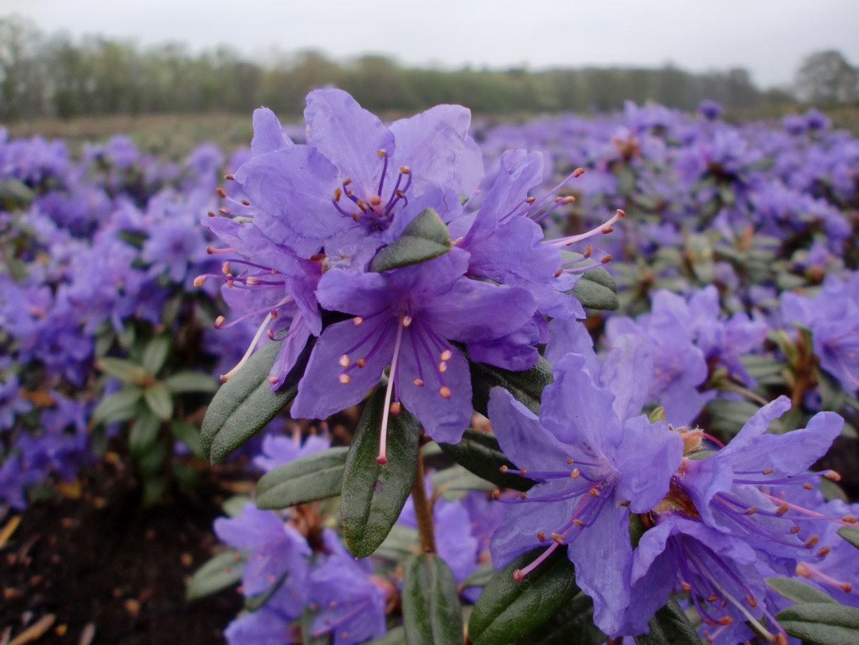 Рододендрон Азалия Импедитум