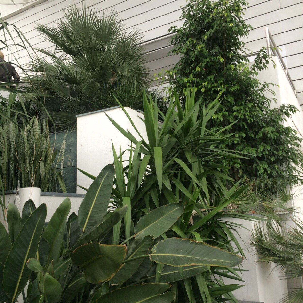 Опунция Ботаническая иллюстрация