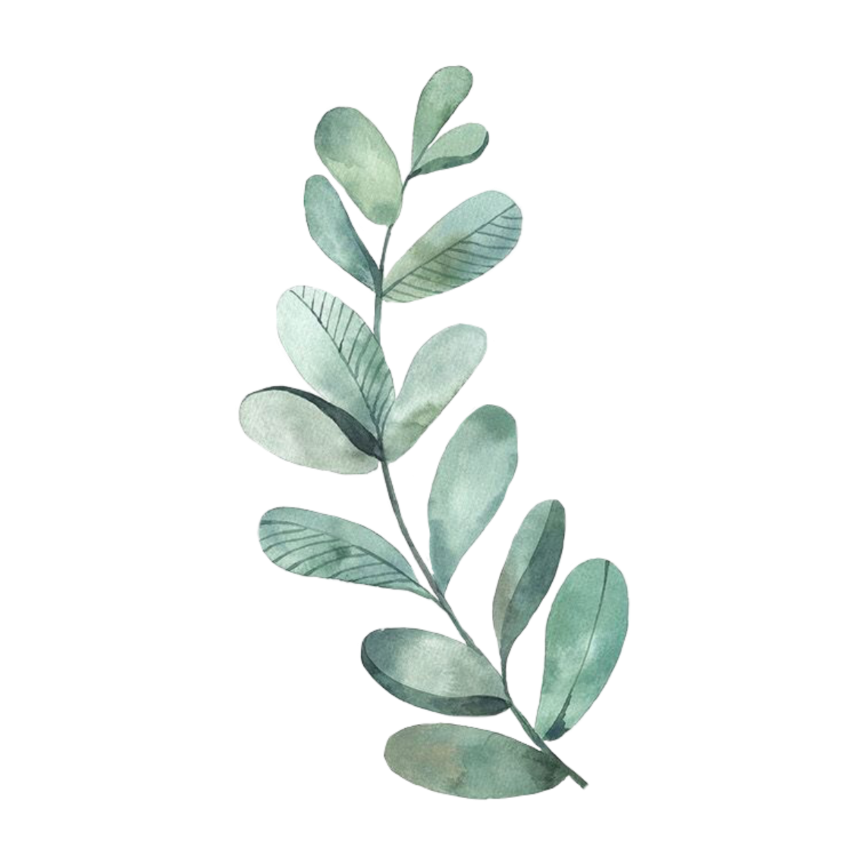 Пампасная трава камыш