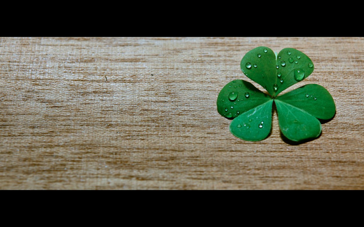 Клевер многолистный