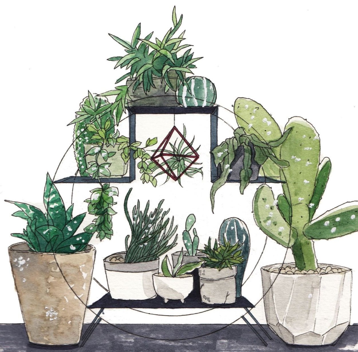 Дрифтвуд +Суккуленты