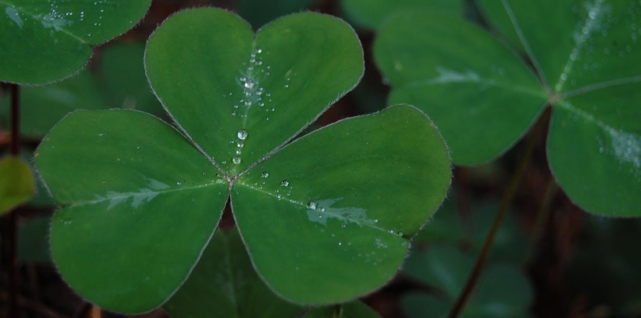 Четырёхлистник символ удачи