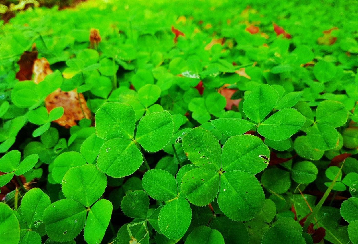 Фирма с логотипом лист клевера