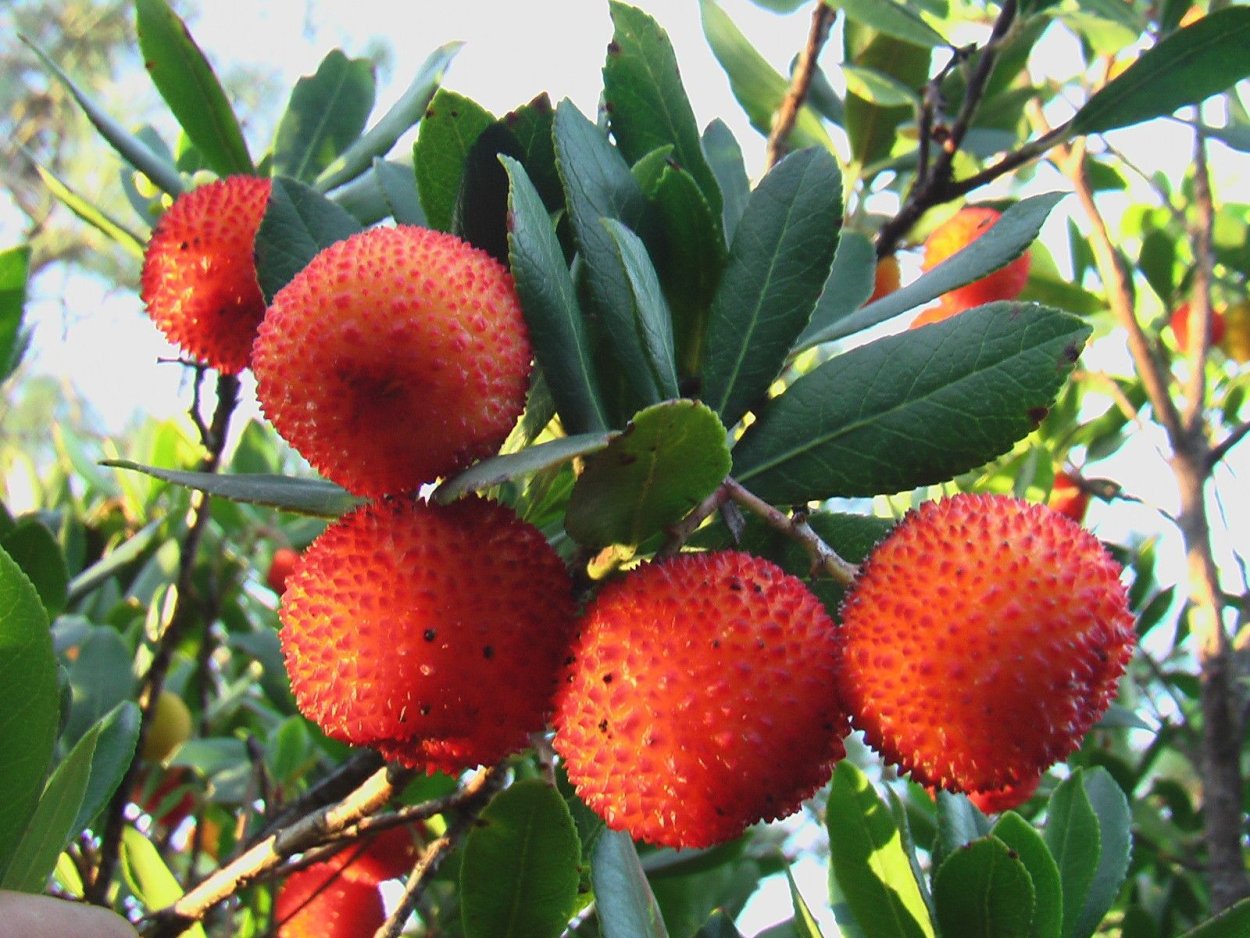 Лаконос ягодный семена