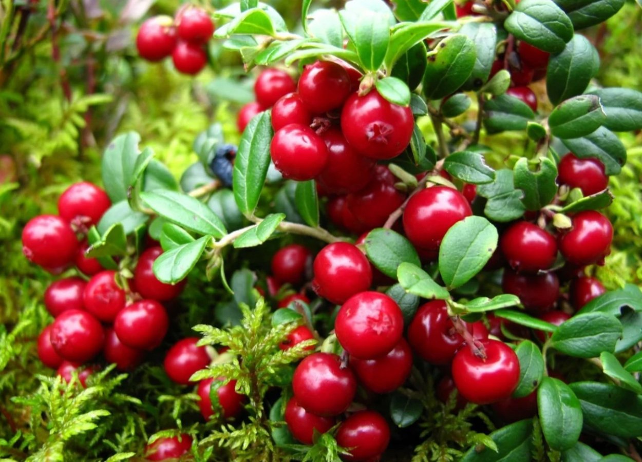 Ирга Amelanchier alnifolia Krasnojarskaja