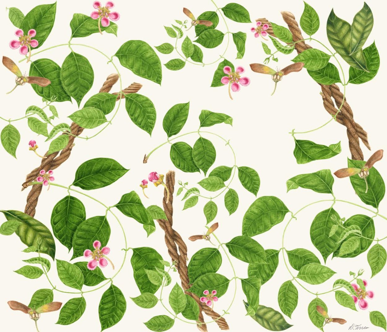 Листья лианы