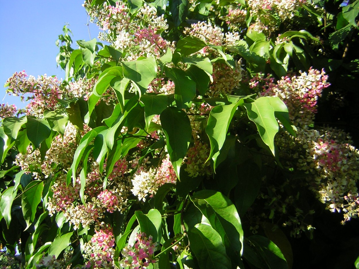 Лиана Банистериопсис