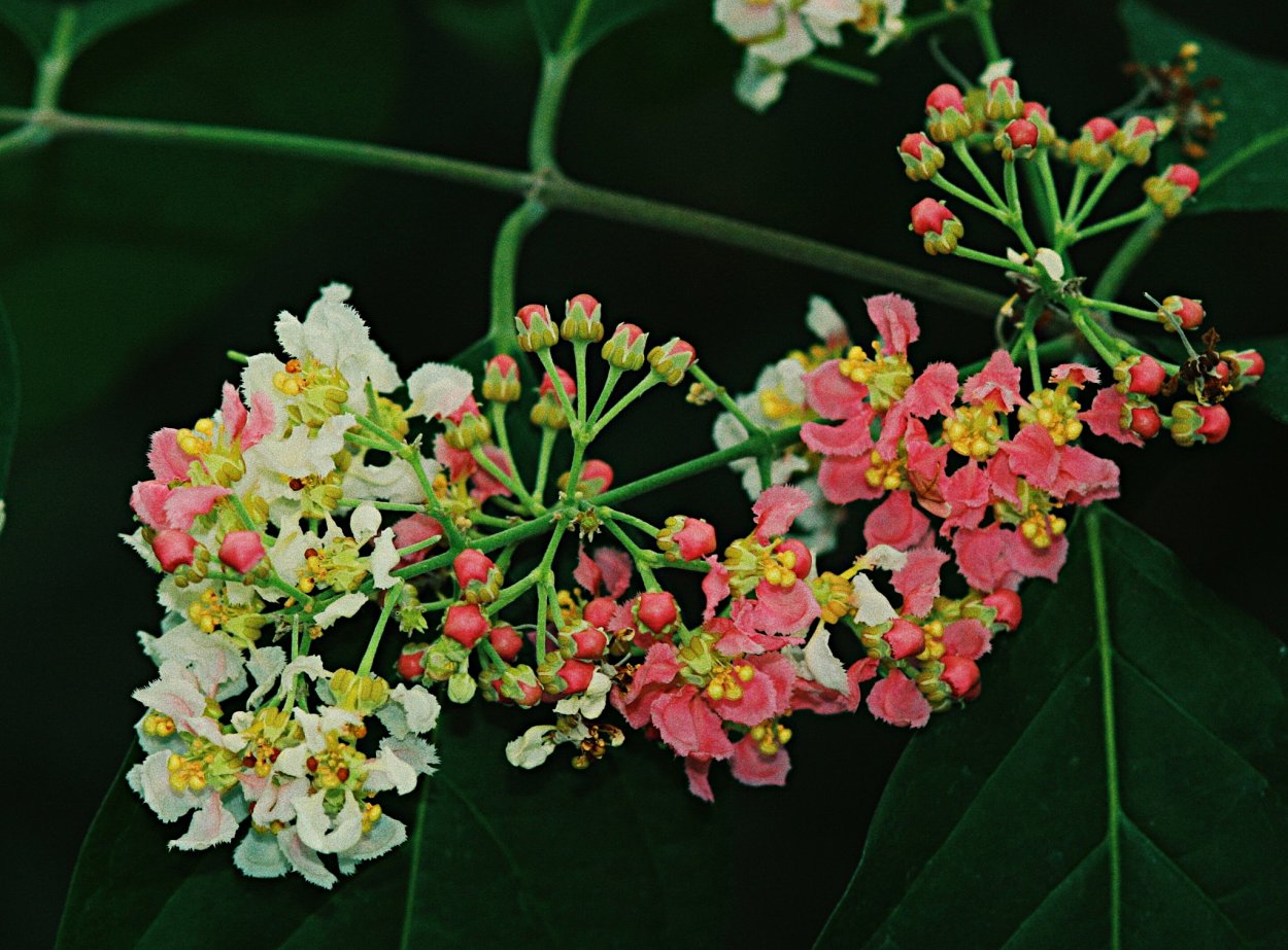 Лиана Banisteriopsis caapi