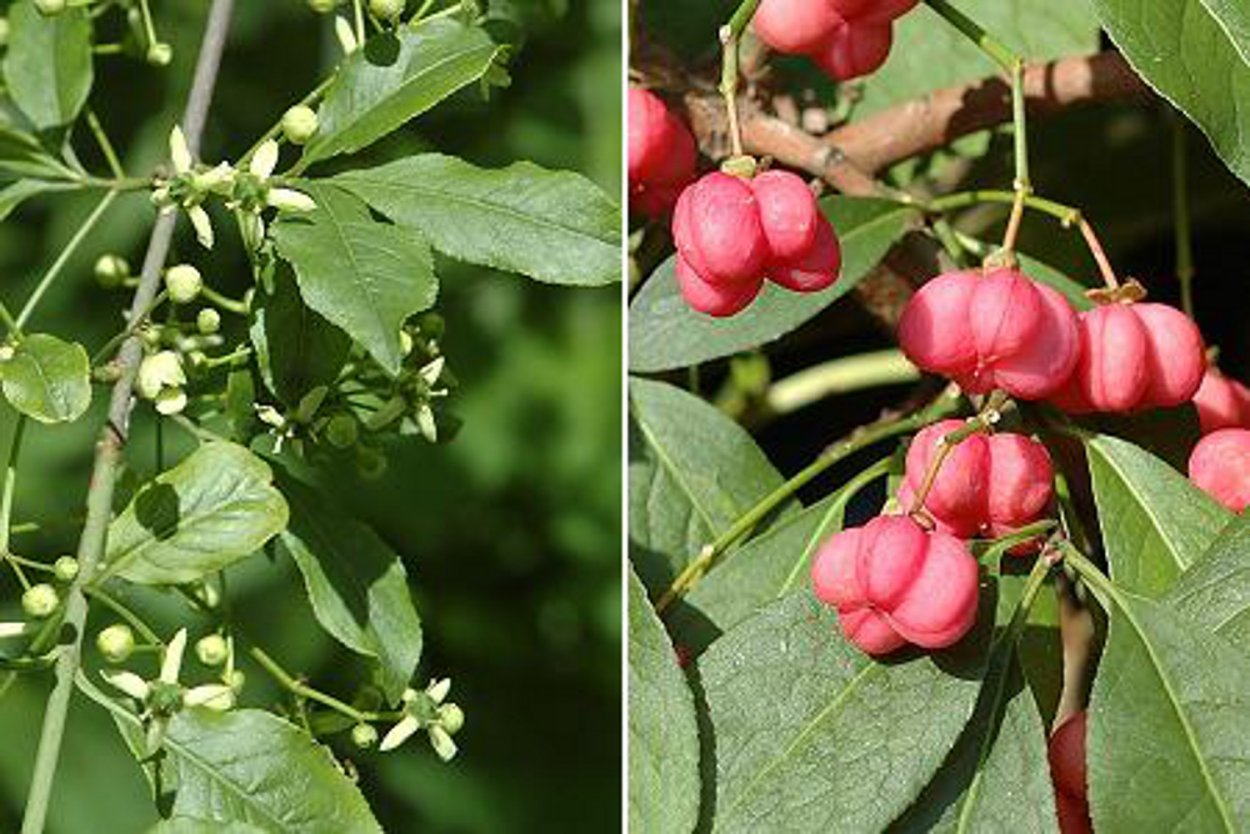 Жимолость съедобная (Lonicera edulis)