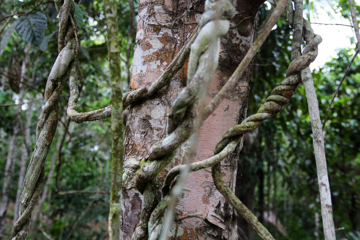 Лиана Аяуаски