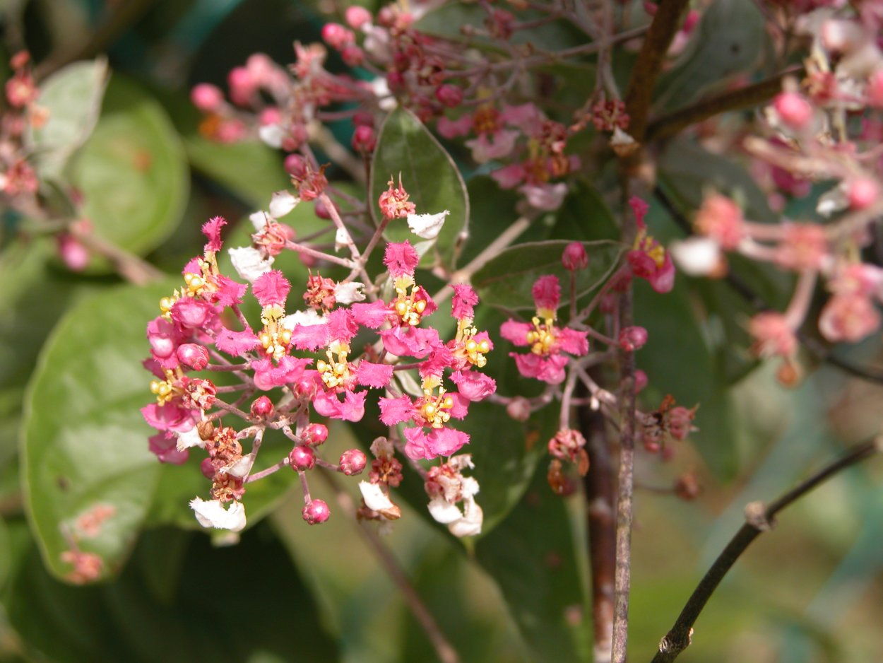 Банистириопсис канапи