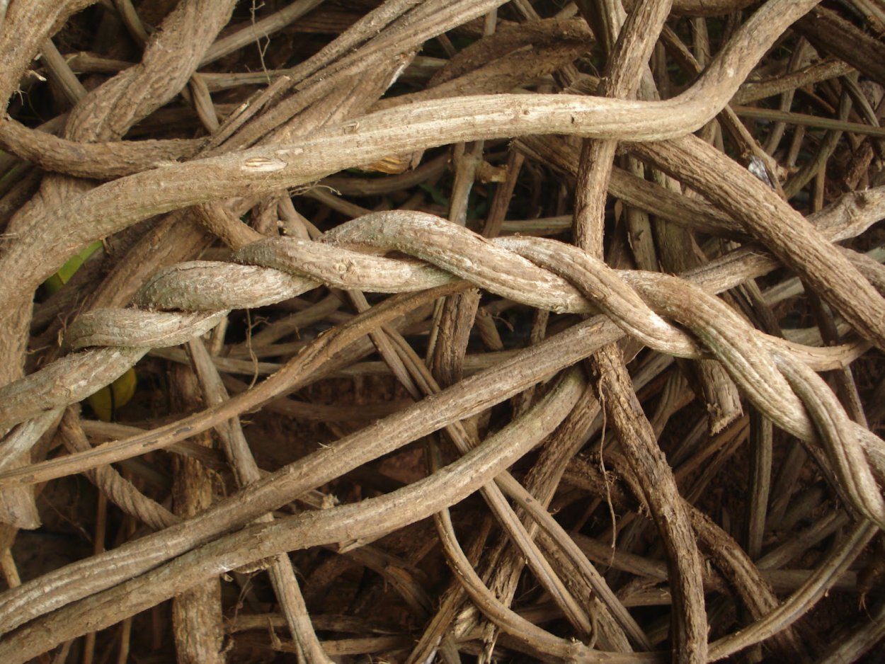 Аяхуаска Лиана