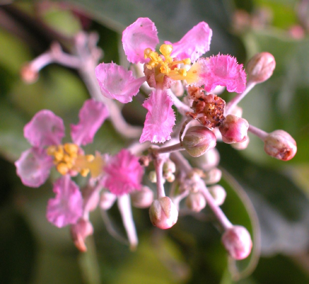 Banisteriopsis muricata