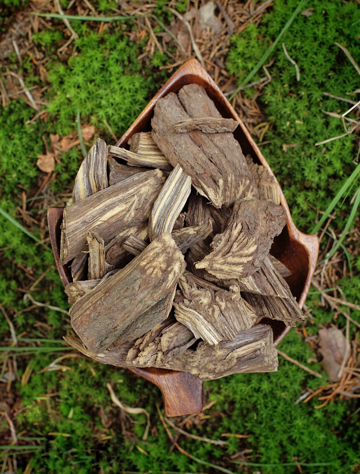 Лиана Банистериопсис каапи