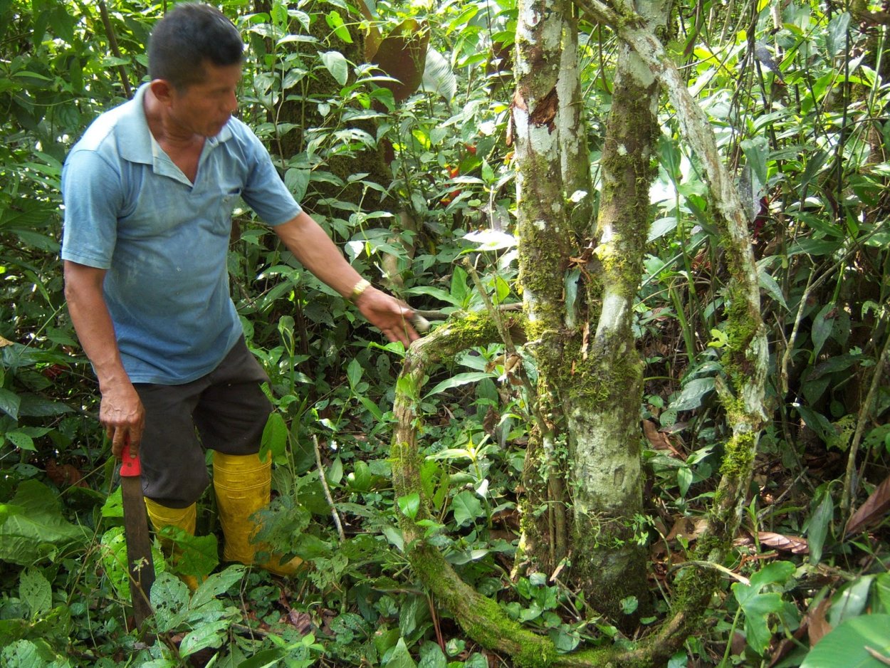 Джунгли Аяуваска дерево