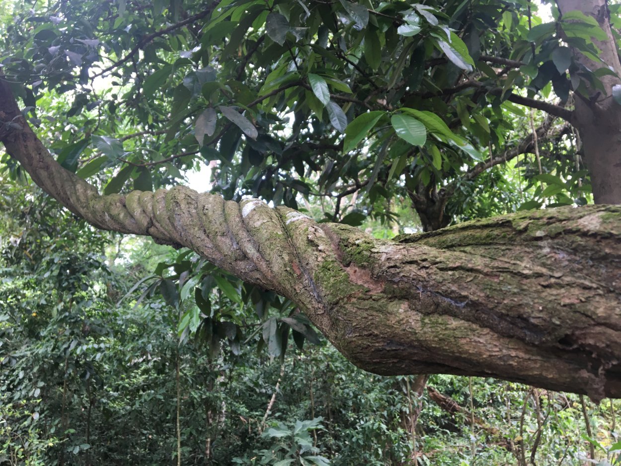 Банистериопсис каапи