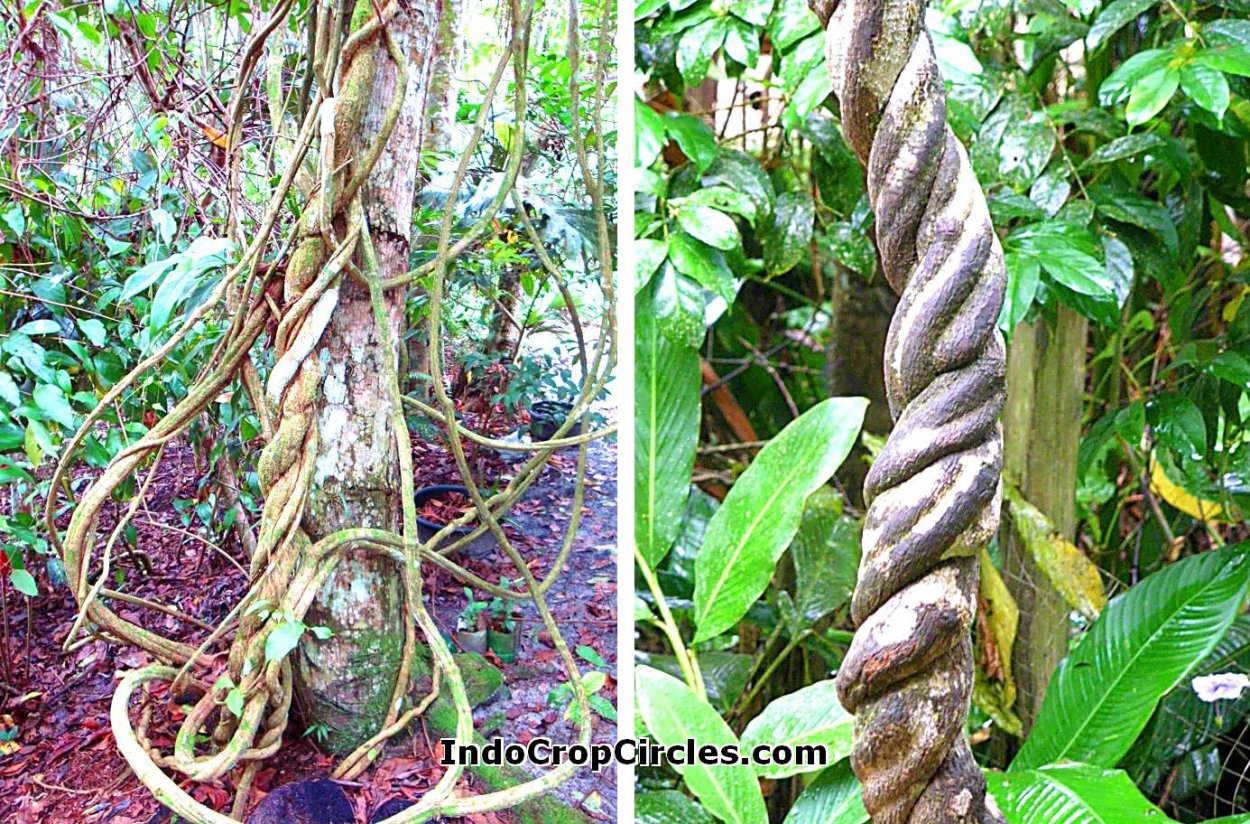 Банистериопсис каапи