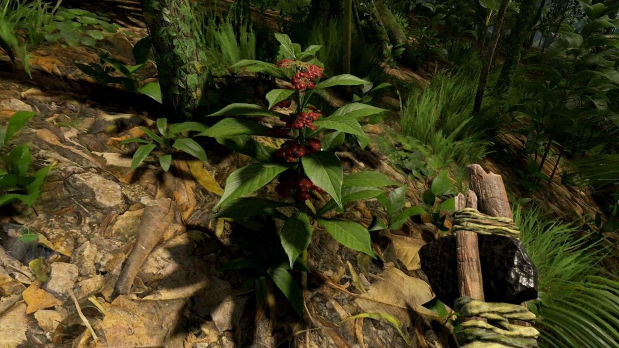 Листья Banisteriopsis caapi