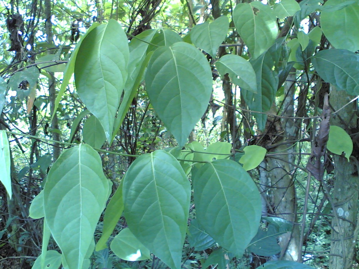 Banisteriopsis muricata