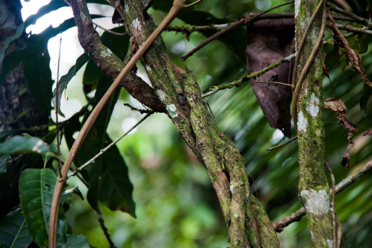 Аяхуаска Лиана