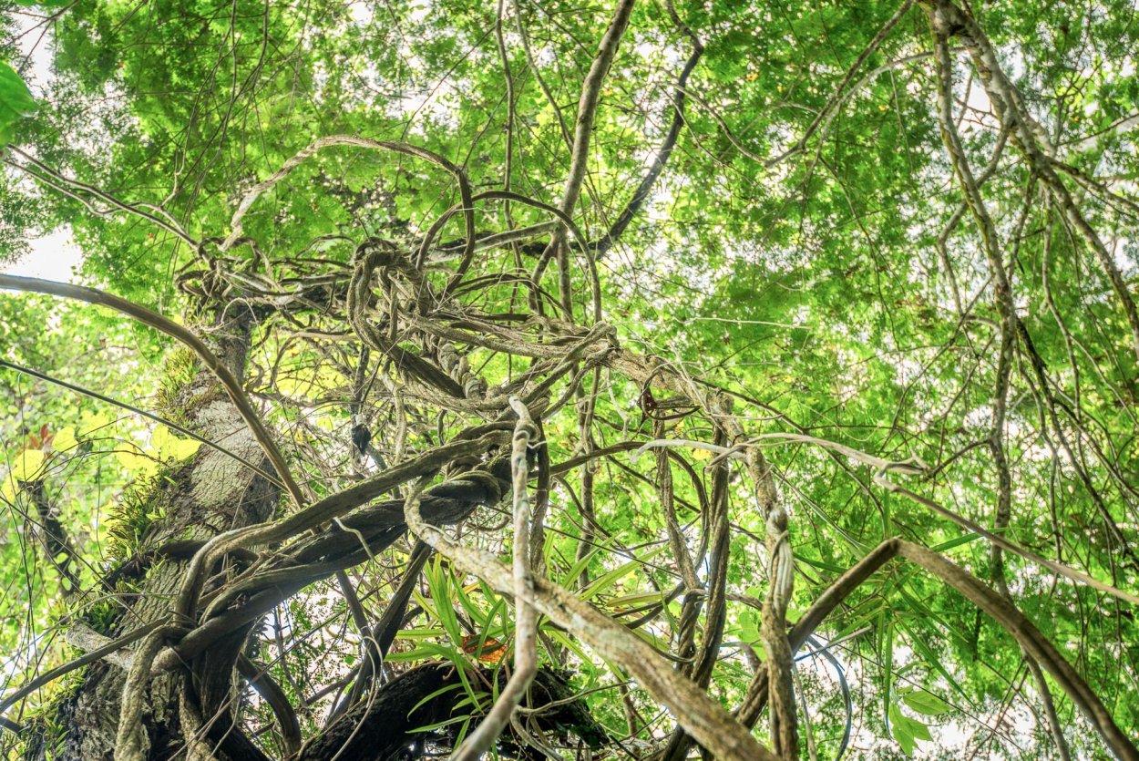 Грин Хилл Psychotria