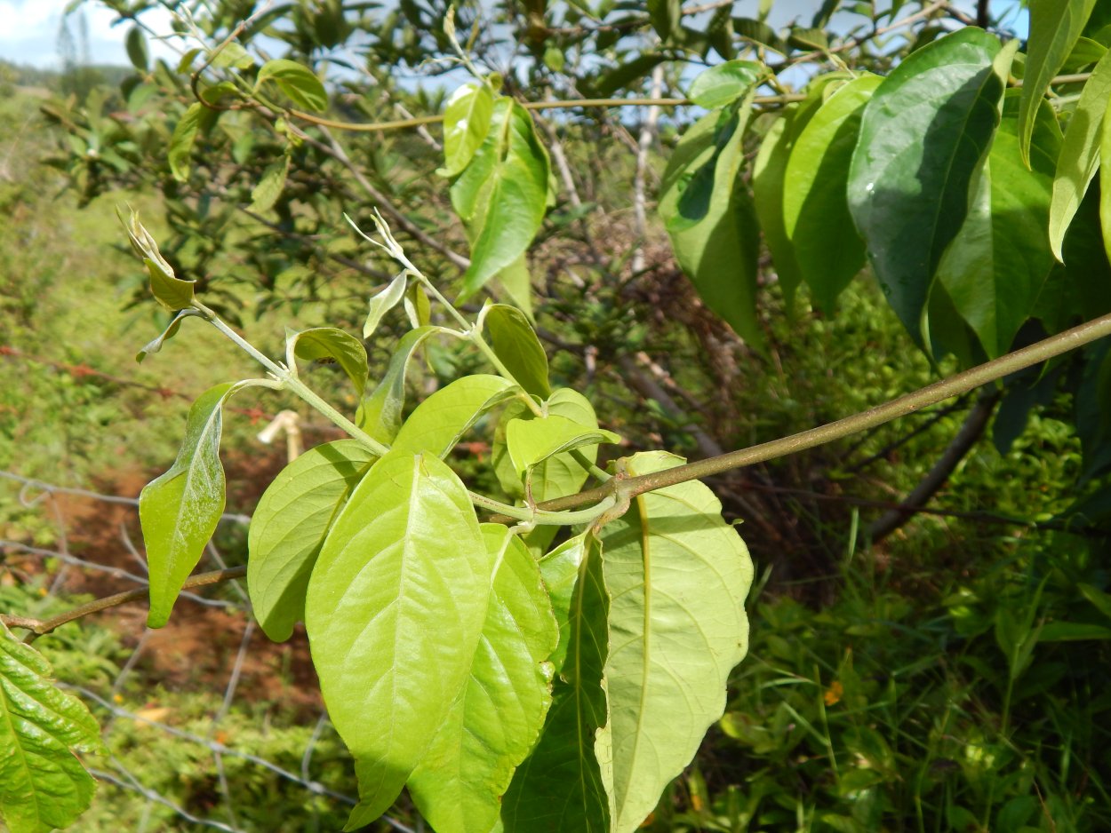 Banisteriopsis caapi Green Hill