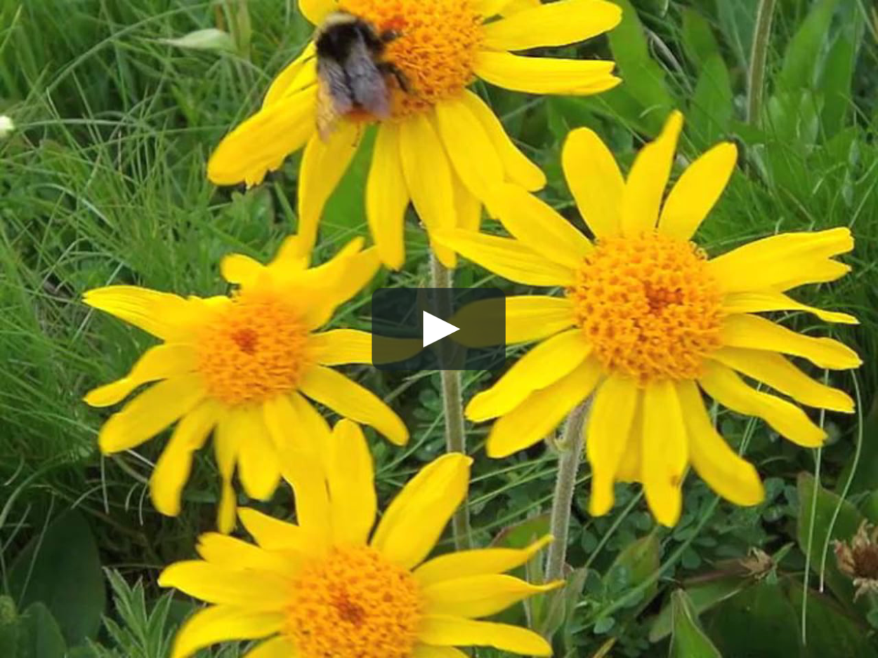 Арника Горная растение