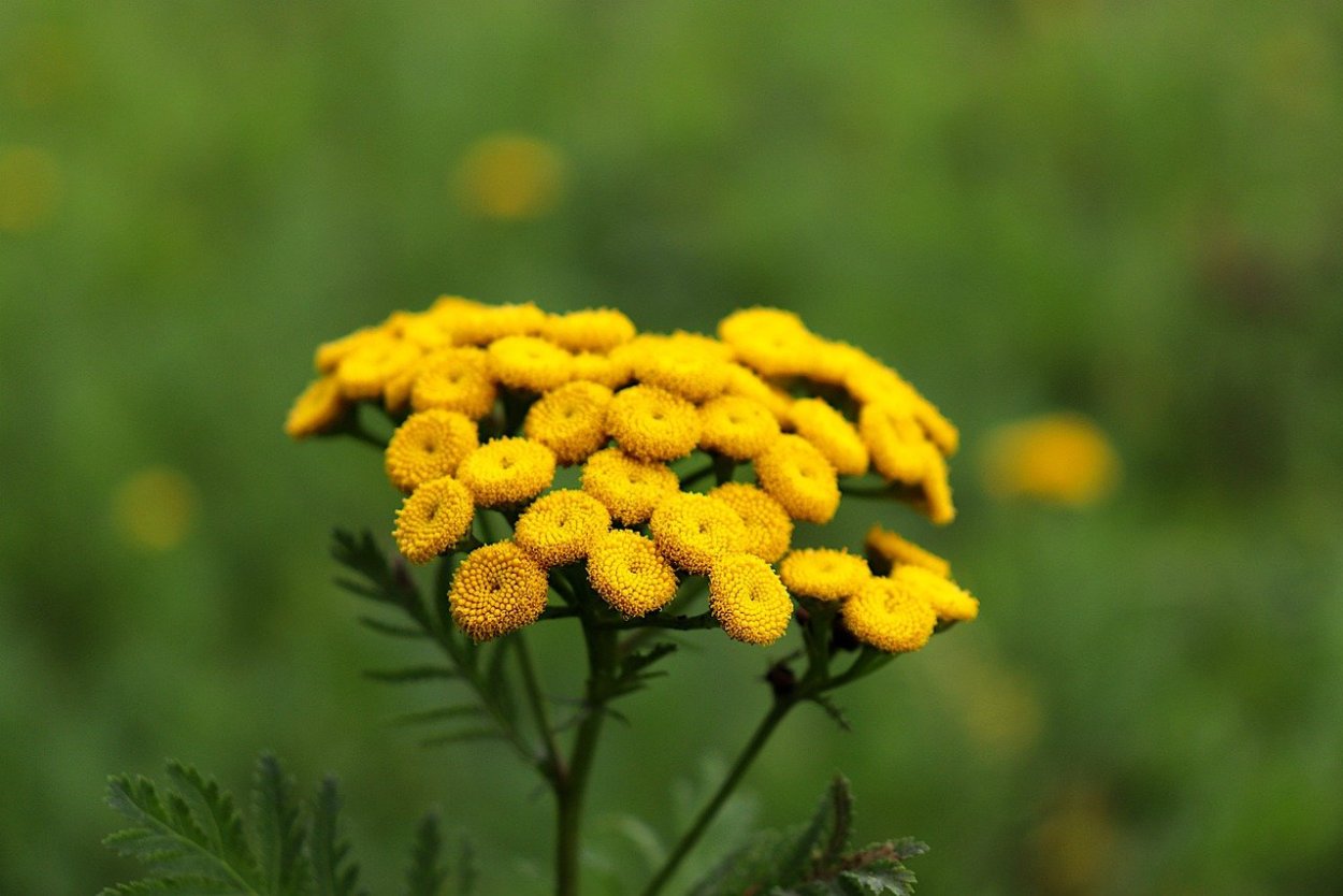 Лекарственные растения с желтыми цветами