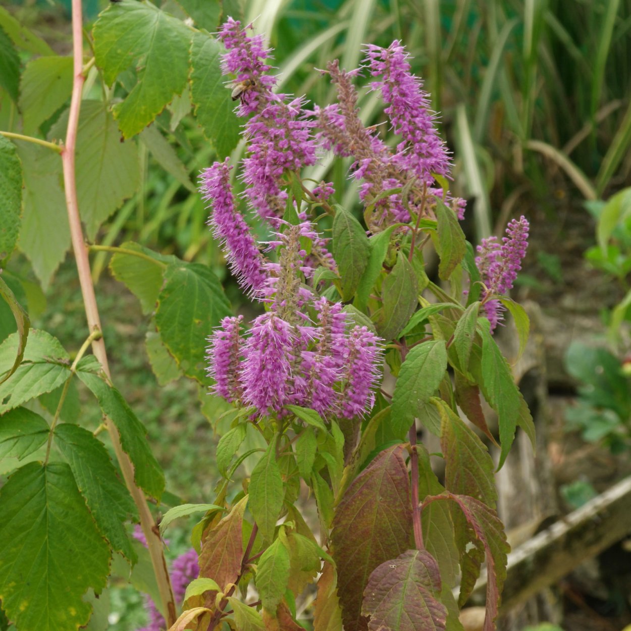 Шандра реснитчатая