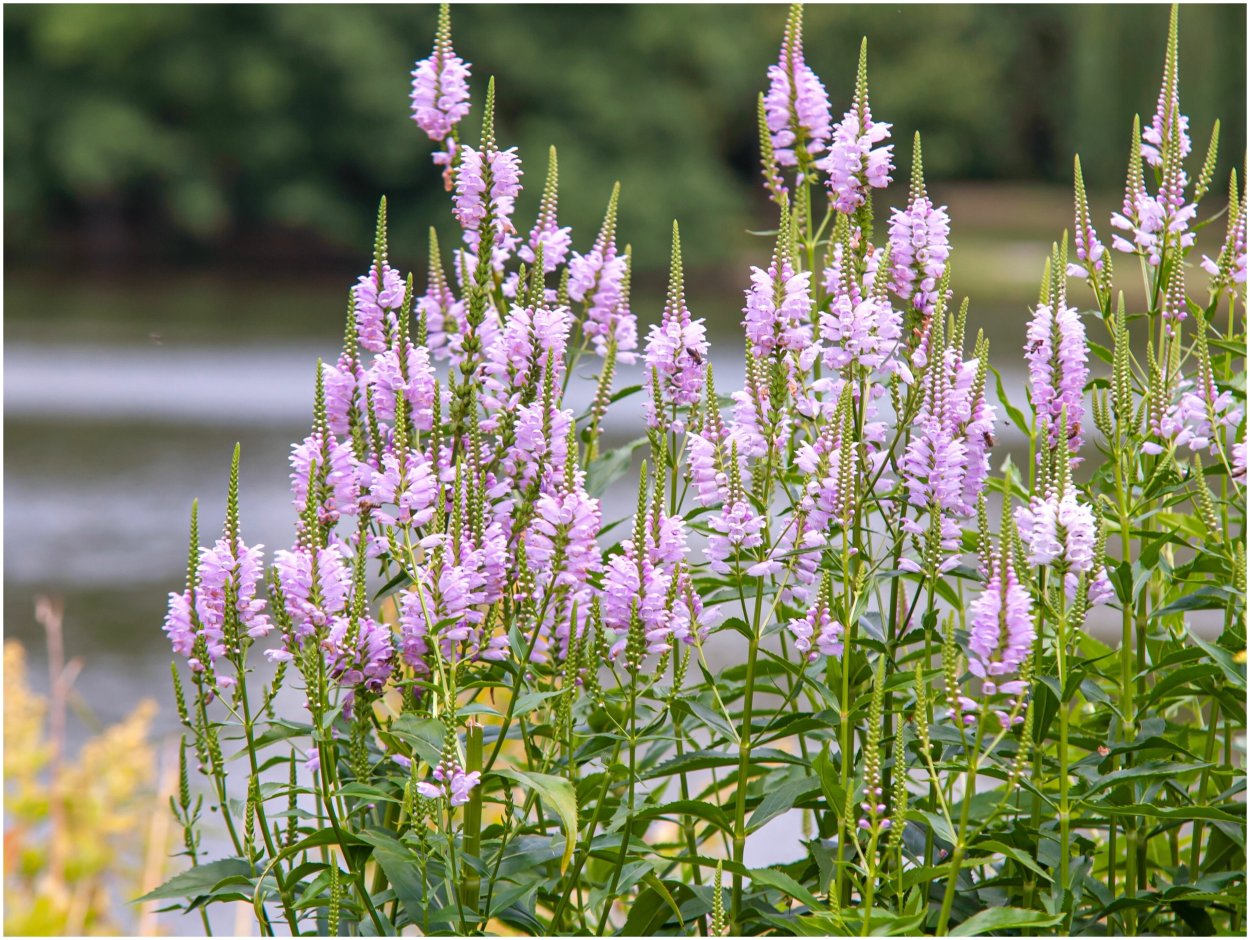 Мелисса лекарственная Lemon Balm