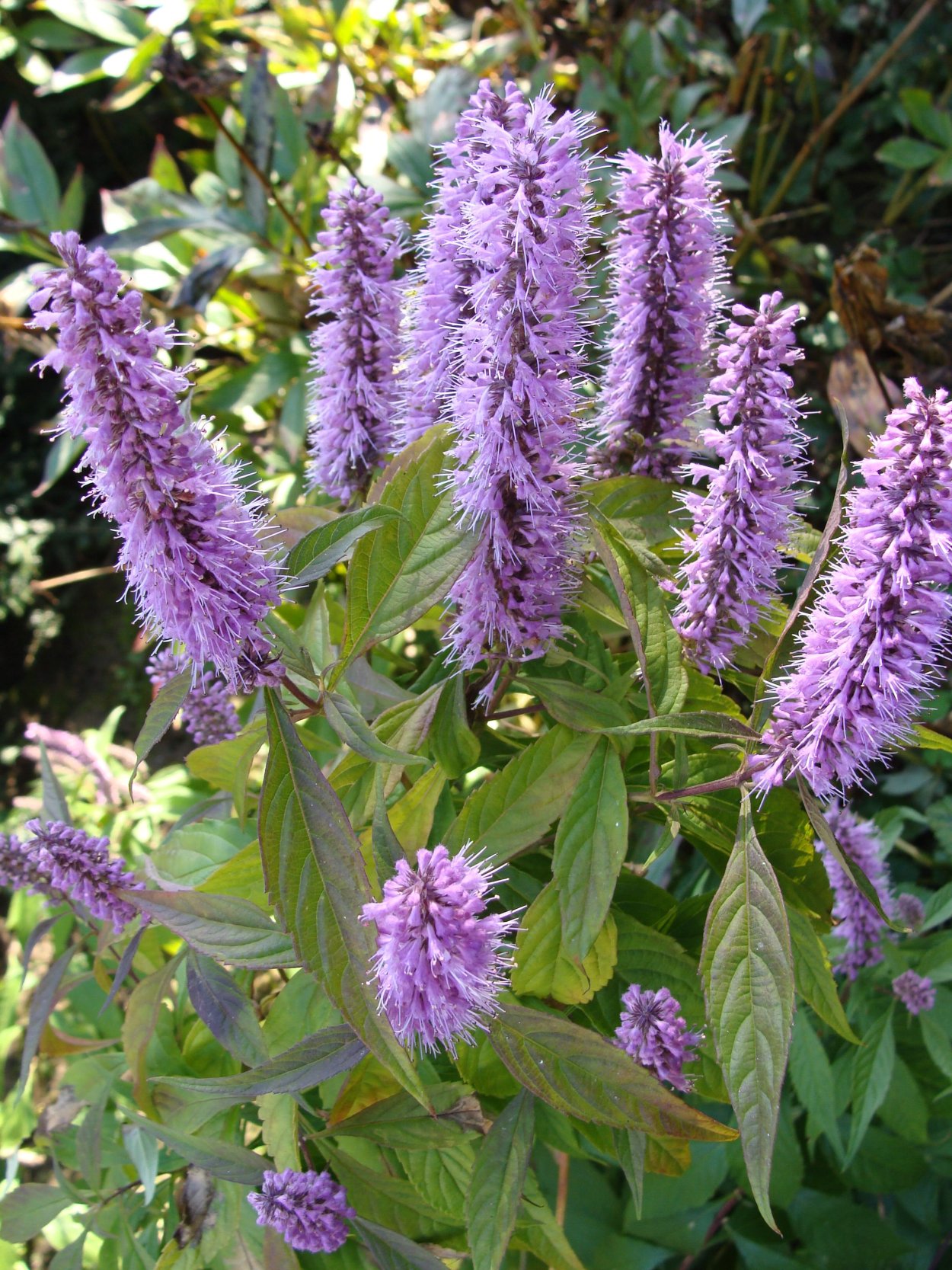 Эльсгольция реснитчатая