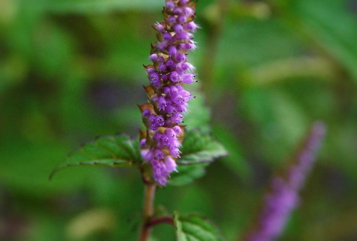 Эльсгольция реснитчатая