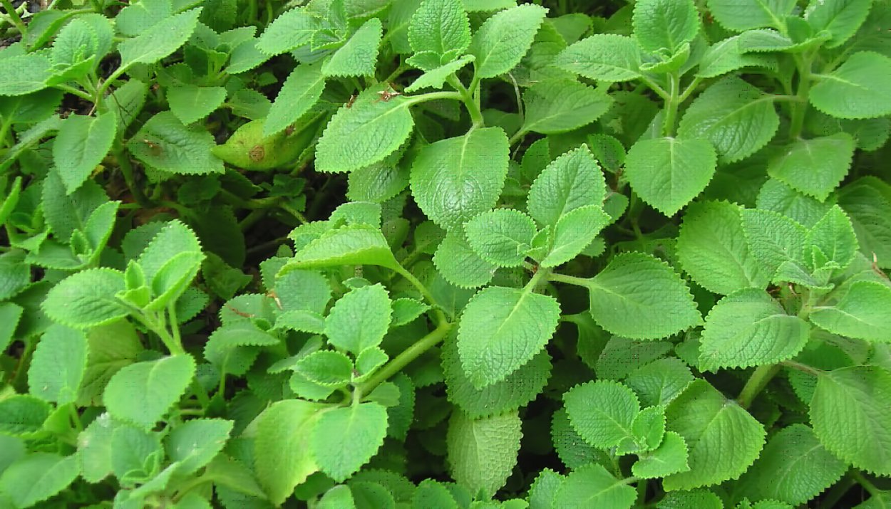 Пачули растение на белом фоне